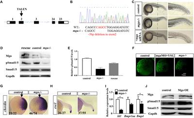 Mga Modulates Bmpr1a Activity by Antagonizing Bs69 in Zebrafish